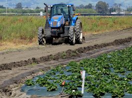 Watsonville farmworkers