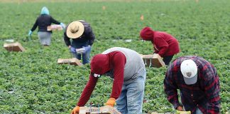 agriculture covid-19