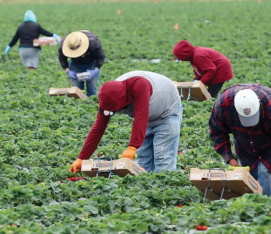 agriculture covid-19