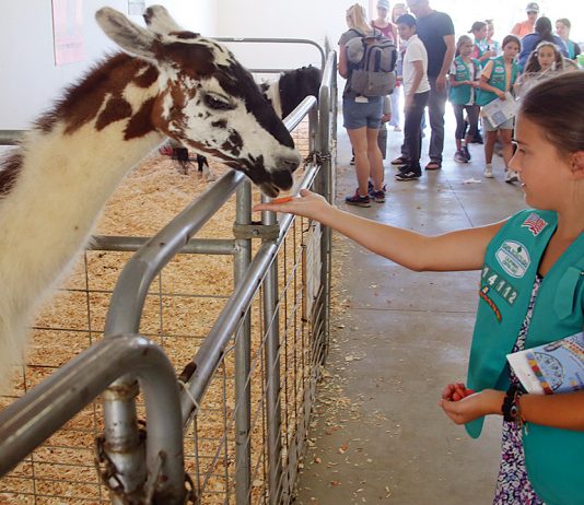 Supervisors delay decision on animal rules santa cruz county animal rules