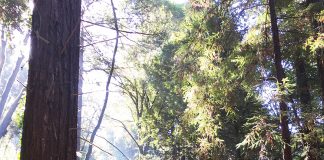 State parks covid-19