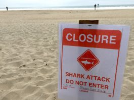 shark attack