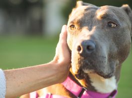 Keeping pets safe on Fourth of July fourth of july pets