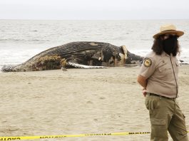 Whale washes ashore | About Town