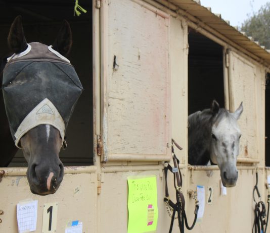 CZU Complex fires animals