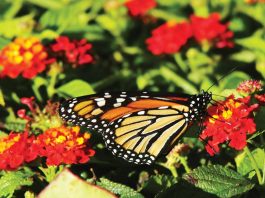 Traveling insects | Photo Gallery