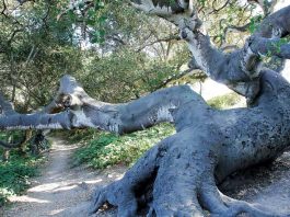 Living Giant | Photo Gallery