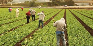 Santa Cruz County covid-19 latinx