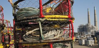 crab season regulations