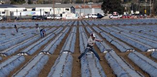 pandemic unemployment santa cruz county