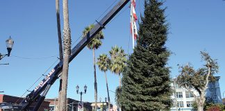 Watsonville holiday tree