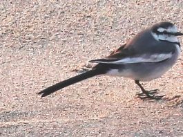 white wagtail Santa Cruz county