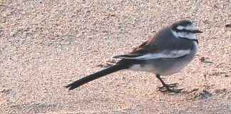 white wagtail Santa Cruz county
