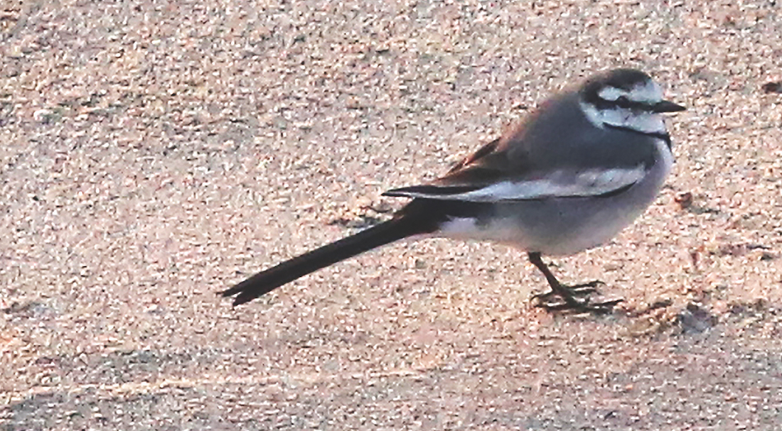 Rare bird a surprise visitor to Santa Cruz County The Pajaronian