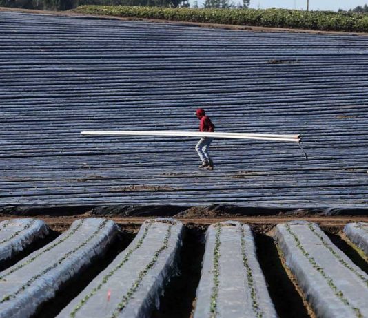 State prioritizes farmworkers for Covid-19 vaccinations