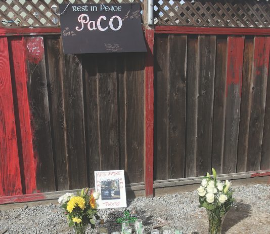 Watsonville shooting