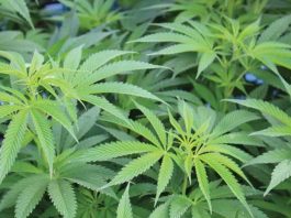 cannabis Watsonville city council taxes