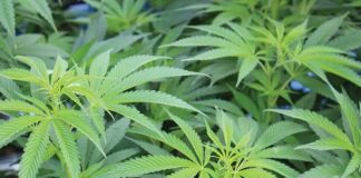 cannabis Watsonville city council taxes