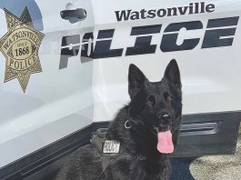 K9 Ranger watsonville