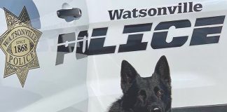 K9 Ranger watsonville