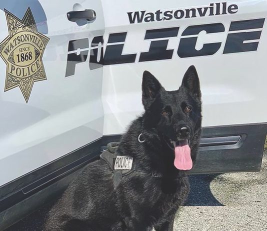 K9 retires from Watsonville Police Department K9 Ranger watsonville