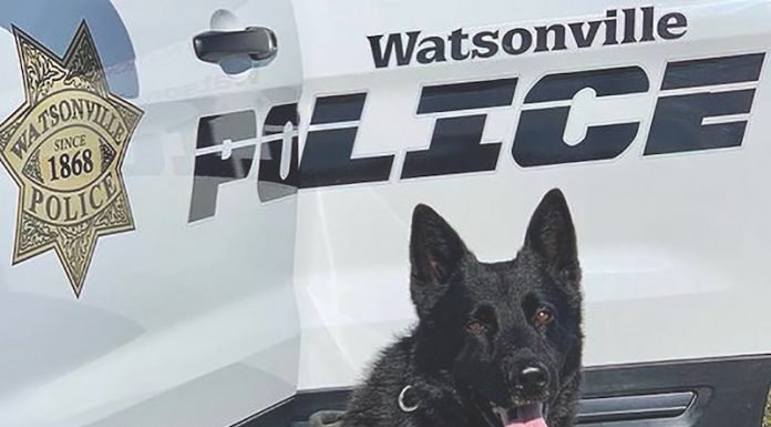 K9 Ranger watsonville