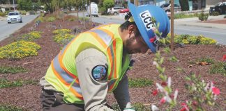 Watsonville bridge street median