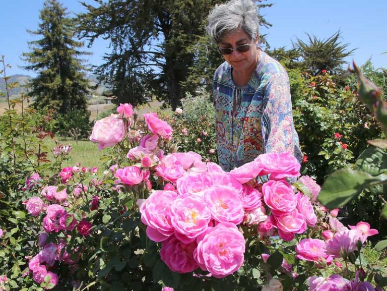 Orchard offers upick roses, outdoor fun The Pajaronian Watsonville, CA