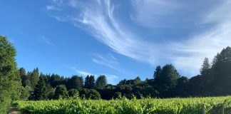 wineries pajaro valley