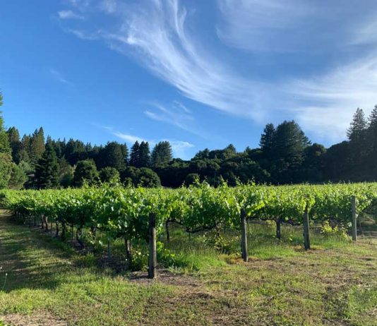 wineries pajaro valley
