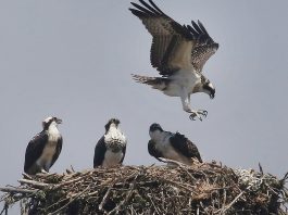 Monterey Bay Birding Festival