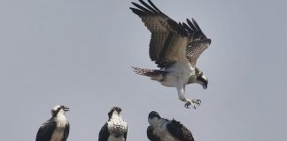 Monterey Bay Birding Festival