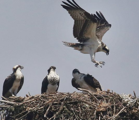 Monterey Bay Birding Festival canceled again Monterey Bay Birding Festival