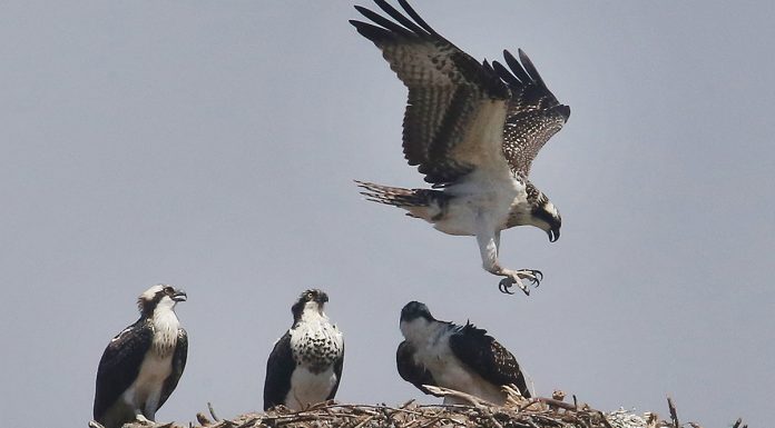 Monterey Bay Birding Festival