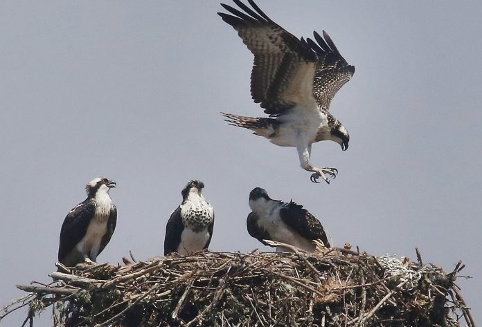 Monterey Bay Birding Festival