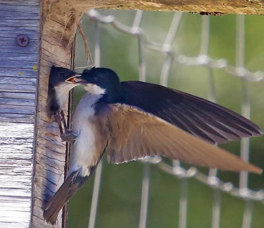 Organization aims to integrate beneficial songbirds on farms