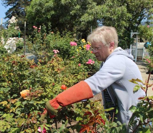 Rose garden volunteers prepare as county fair approaches