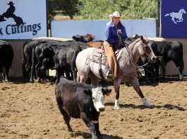 watsonville horses