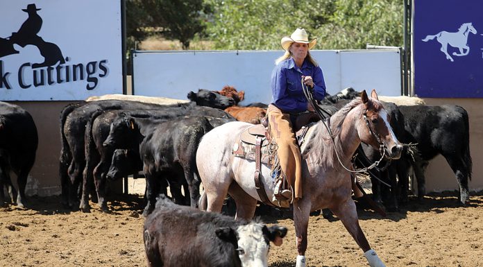 watsonville horses