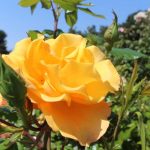 Image for display with article titled Rose Society to kick off pruning classes this weekend