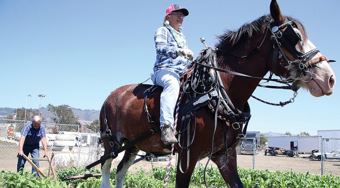 santa cruz country fair