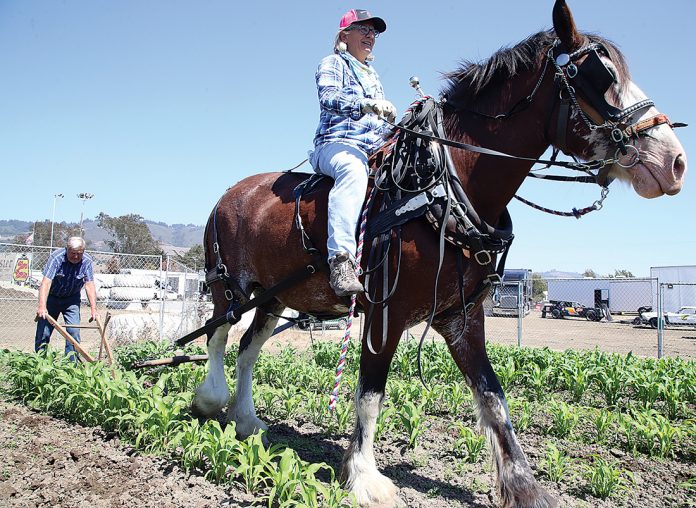 santa cruz country fair