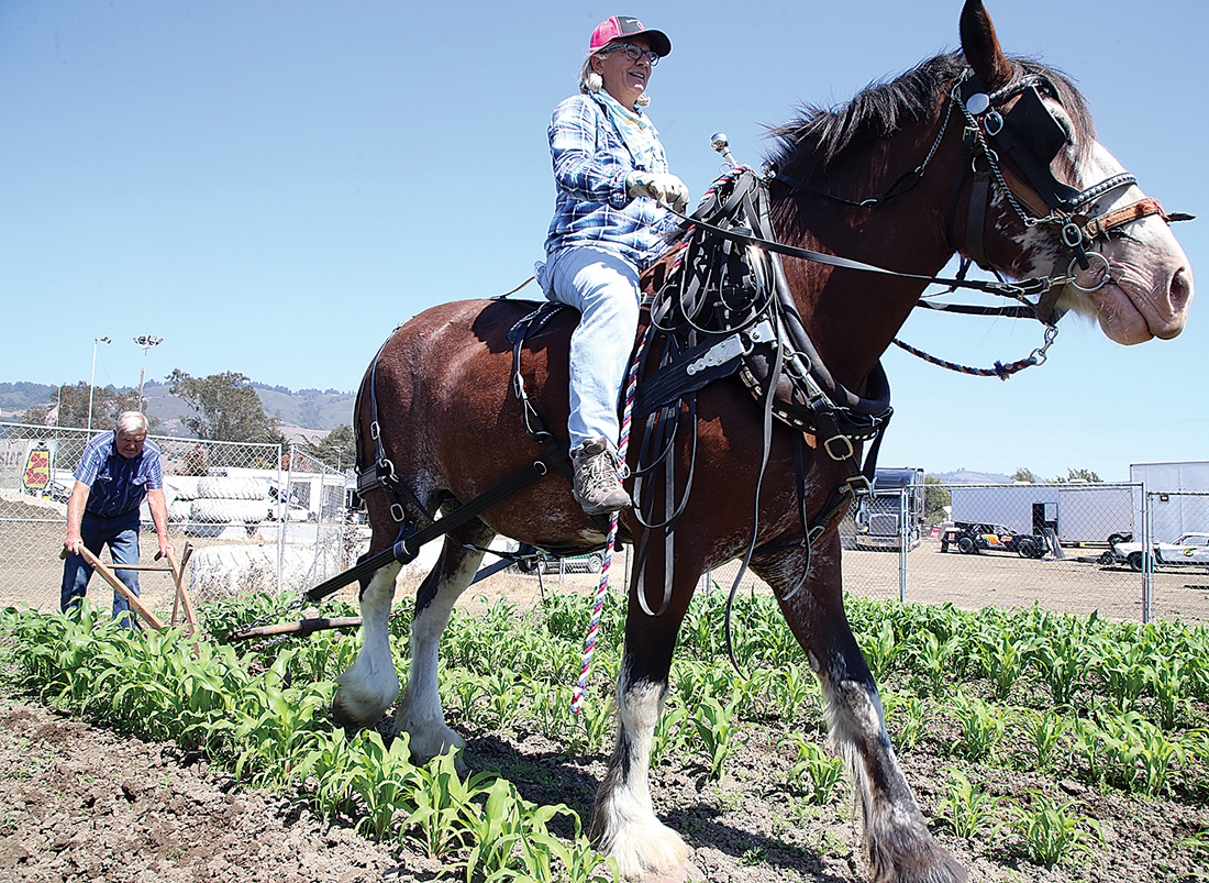 County Fair readies for return with minor changes The Pajaronian