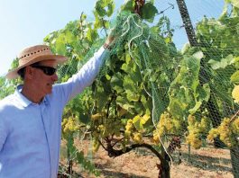 John Bargetto launches new venture at Corralitos’ Regan Vineyards