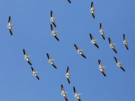 Monterey Bay Birding Festival