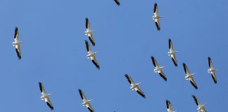 Monterey Bay Birding Festival