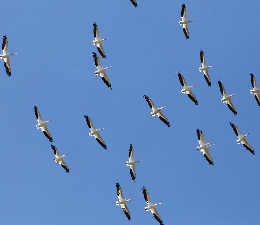 Monterey Bay Birding Festival