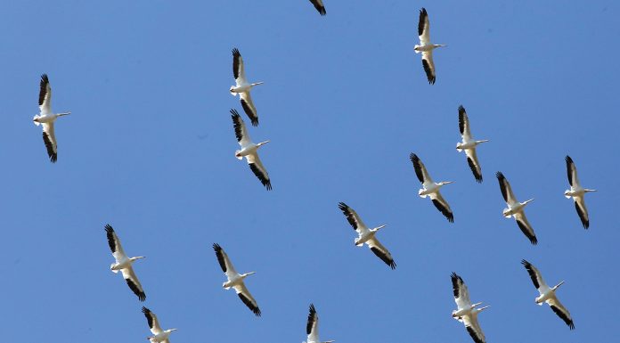 Monterey Bay Birding Festival