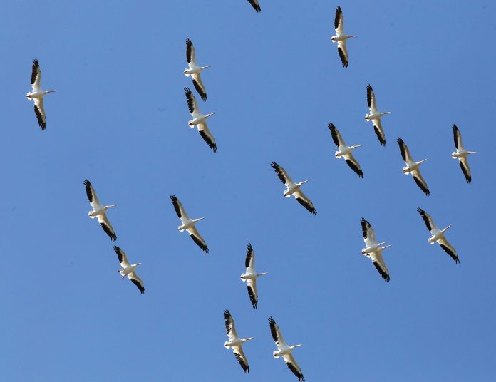 Monterey Bay Birding Festival