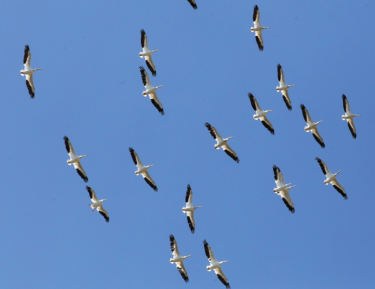Monterey Bay Birding Festival folds after 16 years The Pajaronian